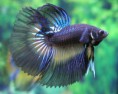 /album/photo-gallery-photogallery/betta-fish-pictures-1-jpg/
